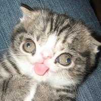 Андрей Каранин