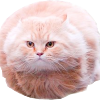 runkittyrun