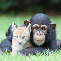 Забавные животные.