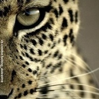 Андрей Савостин