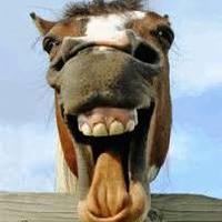 CrazyHorse