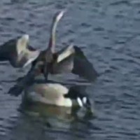 goose on a goose 