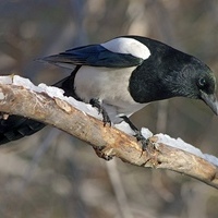 sorokaptah