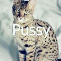 Pussy Coub