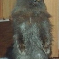 Grisha Grigorich