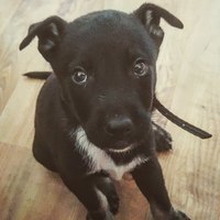 MAD WEILER