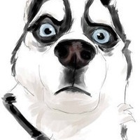 SarpixFeeD