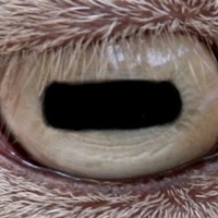 Goatseyes