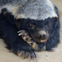 Irony Badger
