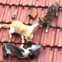 🇩-🇲-🇮-🇹-🇷-🇮-🇾