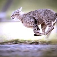 Мартовский Кот