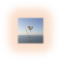 Yasin Senol