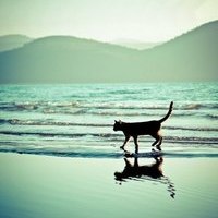 All Cats Are Beautiful