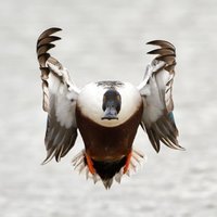 Fuckduck