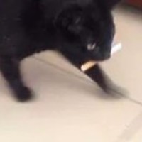 Jiggos Maximus
