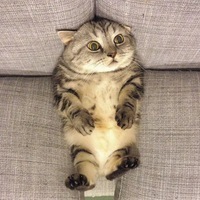 Миша Думчев