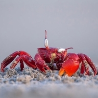crab