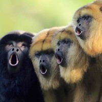 The Monkeys
