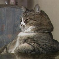 ТопСок