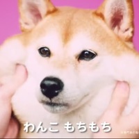 funny pets