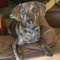 Tylee