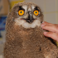 singoriensis