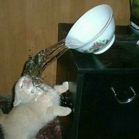 themetalsucc