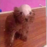 Slimpurt