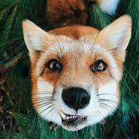 SteamFox