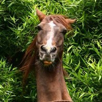 endurohorses