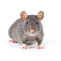 Pest control help