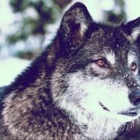 Wolf moon 🌙