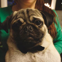 Lucifer Pug