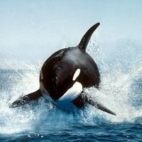 Kasatka