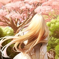 Cherry Blossoms