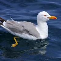 Captain Seagull