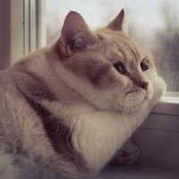 FluffyCat