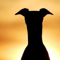 Whippet