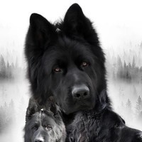 Sari_kennel