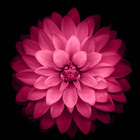 PinkLotus30