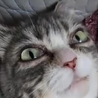 Sulfurito