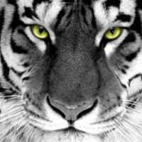 Olivija Tiger