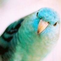 Chirpy Pelmeshek