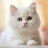 Miu