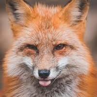 Den