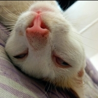 Kutinggg