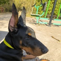 Dobermankurt