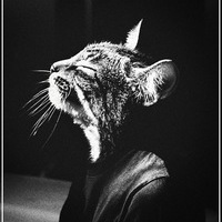 Чеширский Бродяга