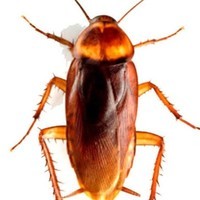 Purwanto