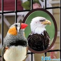 Птица Счастья